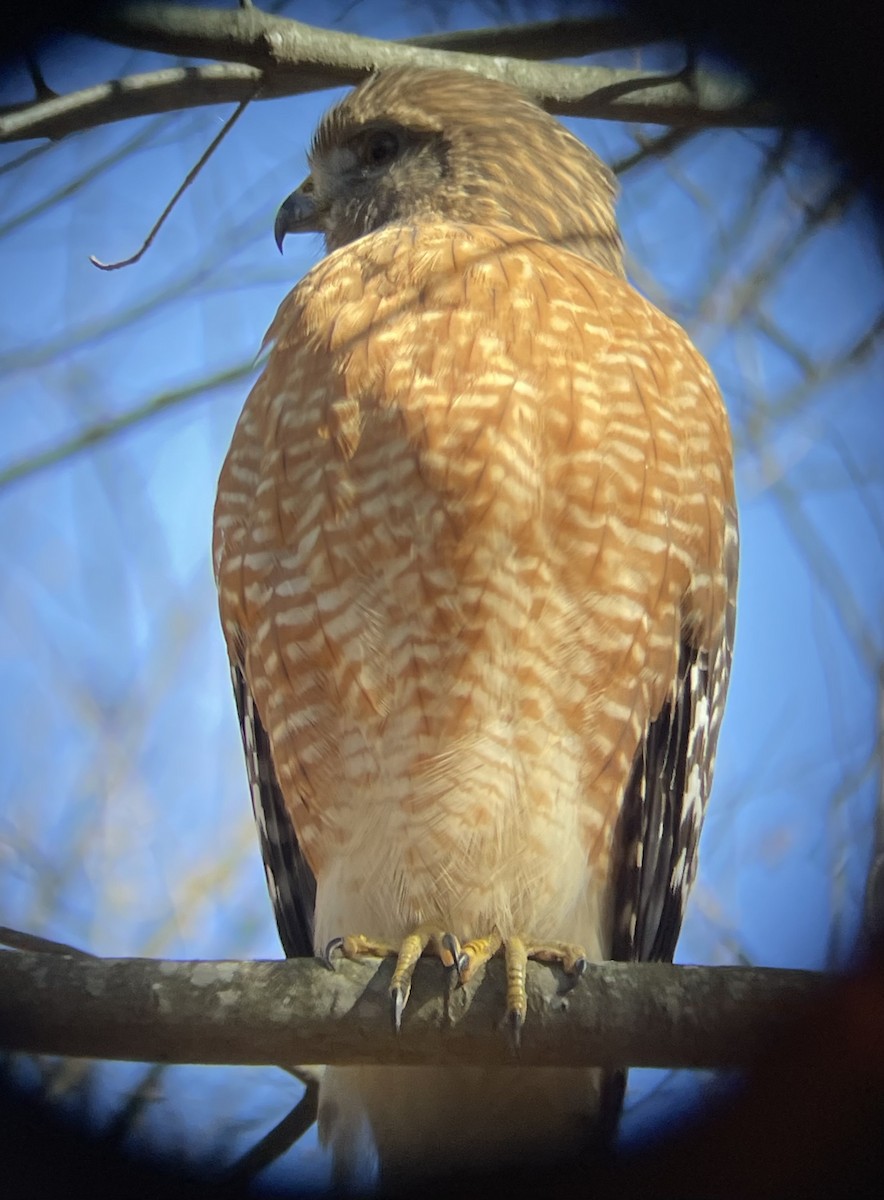 Red-shouldered Hawk - ML612269050