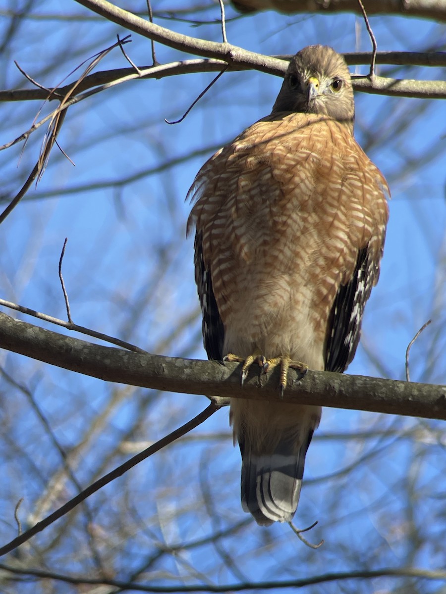 Red-shouldered Hawk - ML612269051