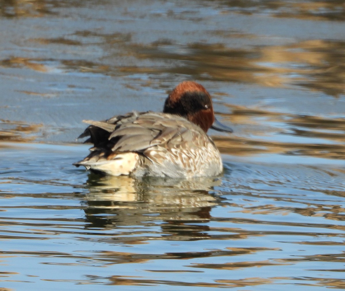 Green-winged Teal - ML612269105