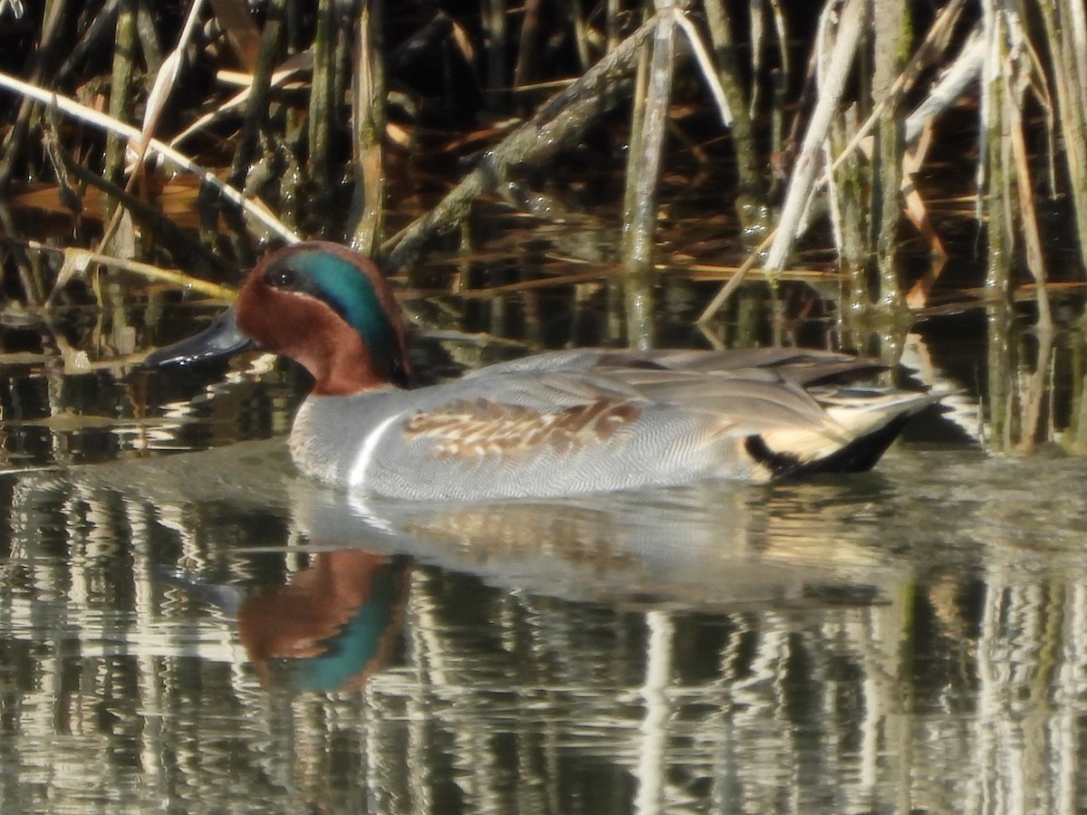 Green-winged Teal - ML612269111