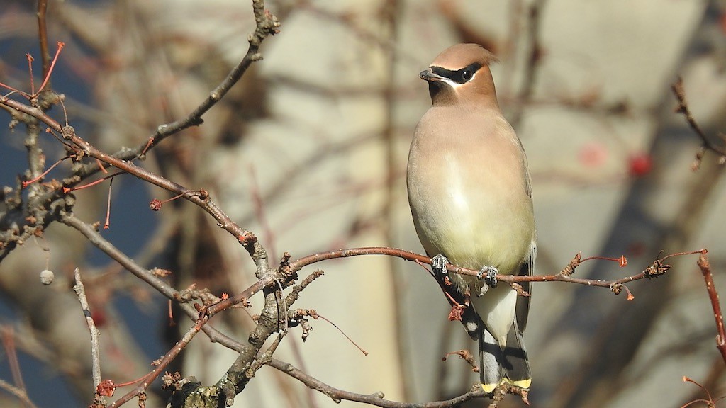 Cedar Waxwing - Mary  McMahon