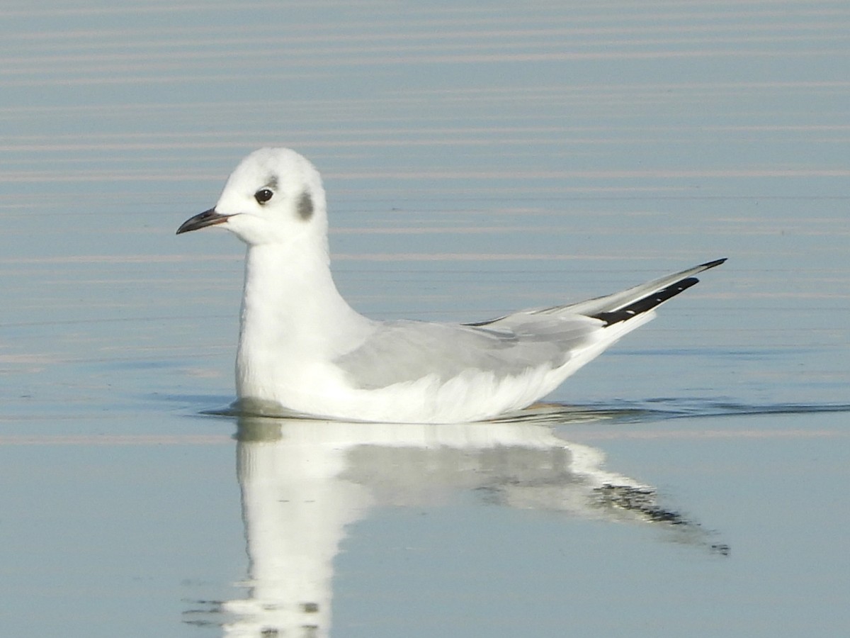 Bonaparte's Gull - ML612269136