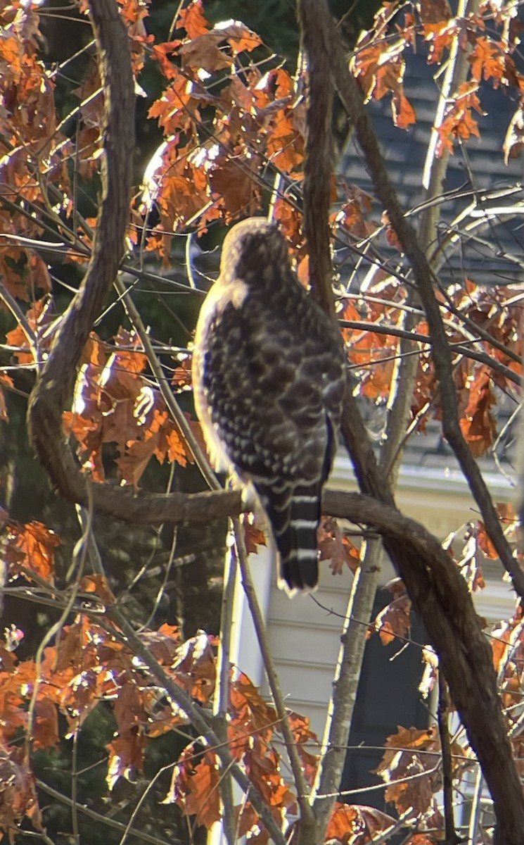 Red-shouldered Hawk - Anonymous