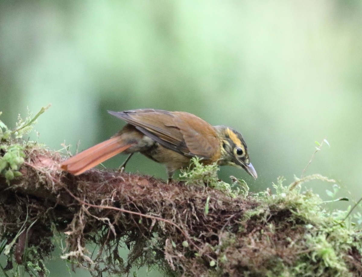 Scaly-throated Foliage-gleaner - ML612269164