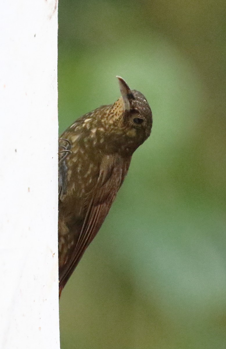 Spotted Woodcreeper - Patricia Isaacson