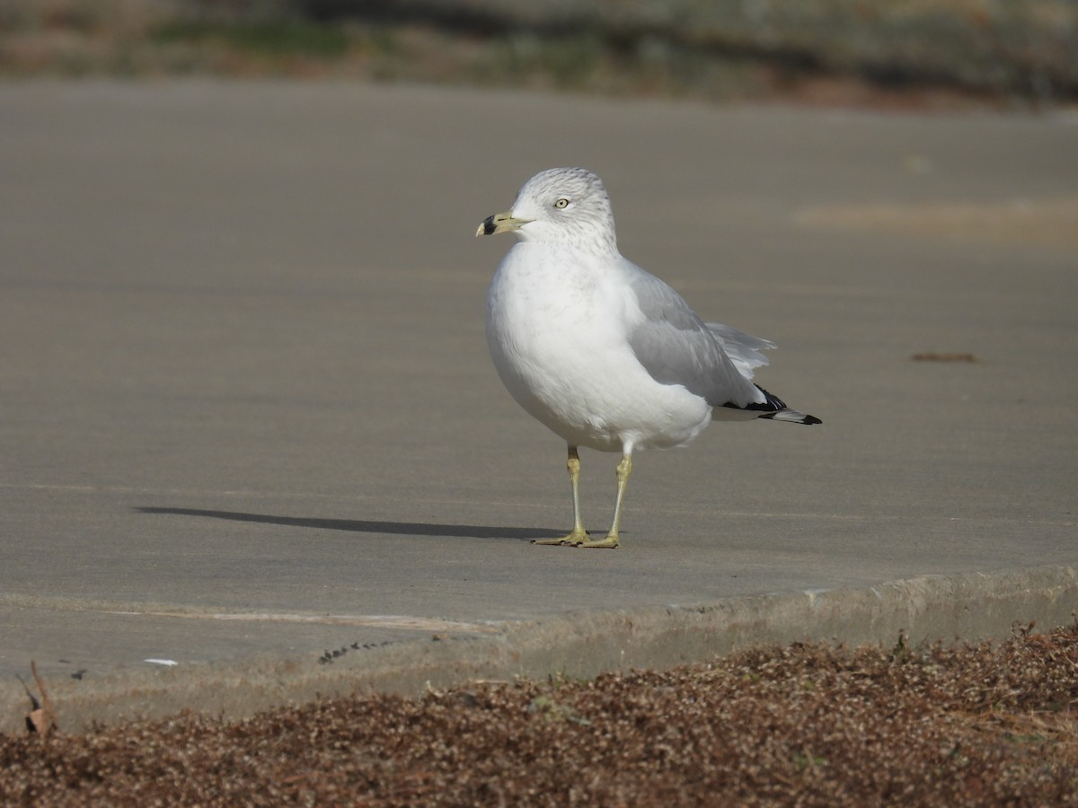 Ring-billed Gull - ML612269179