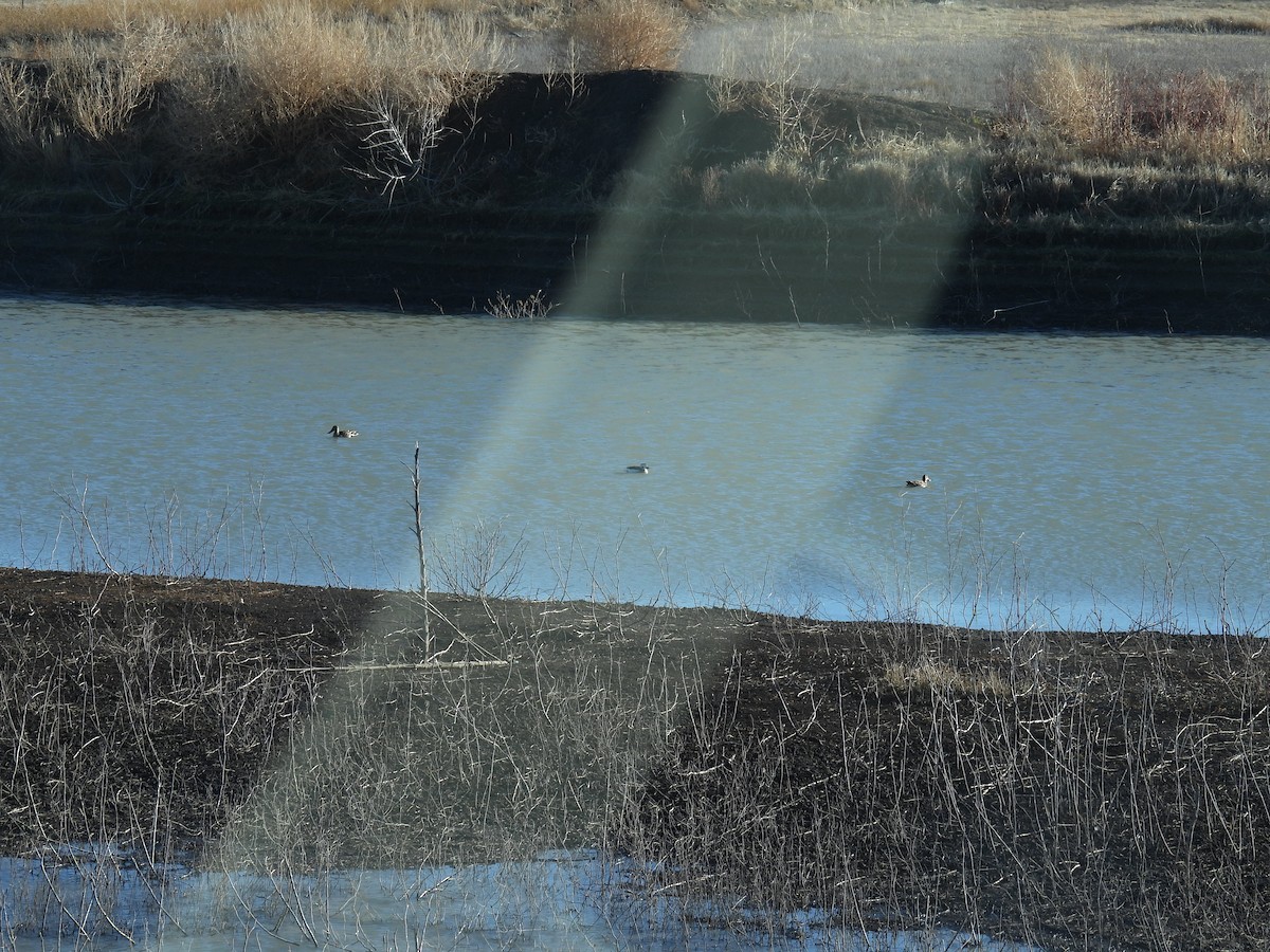 Long-tailed Duck - ML612269239