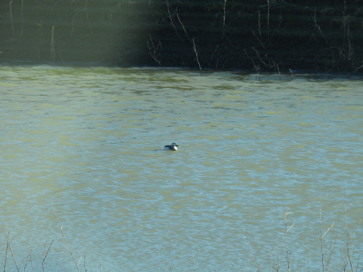 Long-tailed Duck - ML612269240