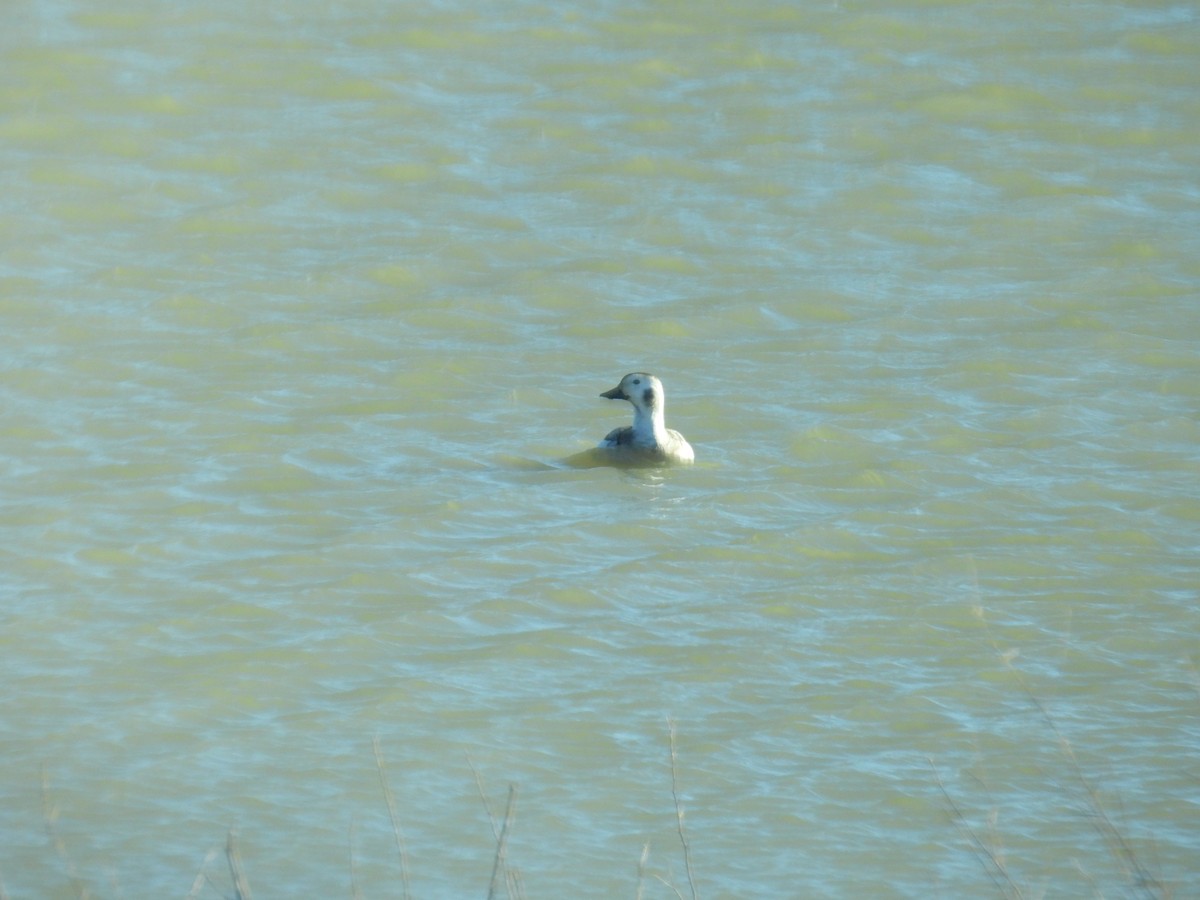 Long-tailed Duck - ML612269241