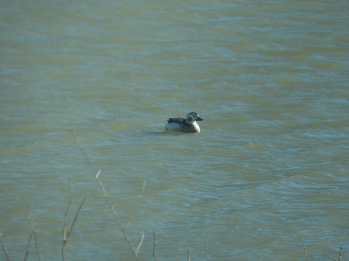 Long-tailed Duck - ML612269243