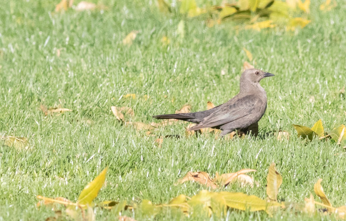 Brewer's Blackbird - ML612269302