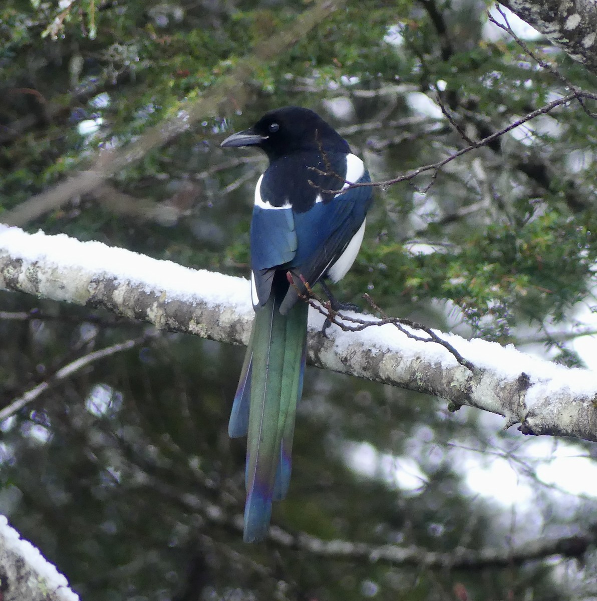 Black-billed Magpie - ML612269303