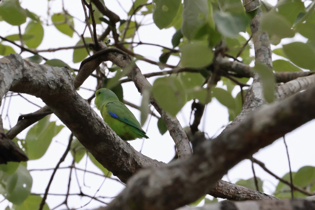 Cobalt-rumped Parrotlet - Olivier Langrand