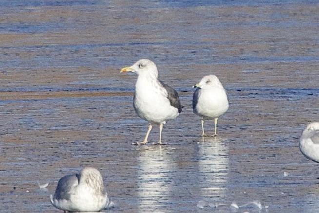 Lesser Black-backed Gull - ML612269553