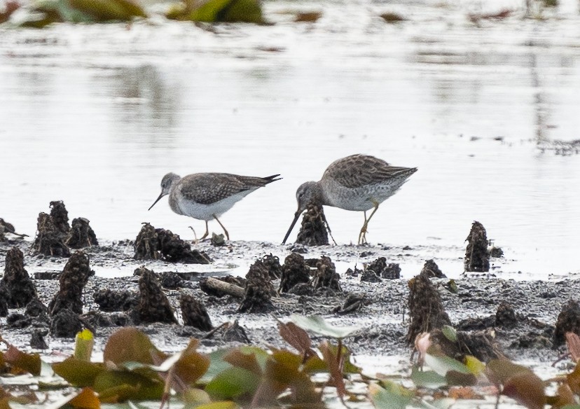 Long-billed Dowitcher - ML612269556