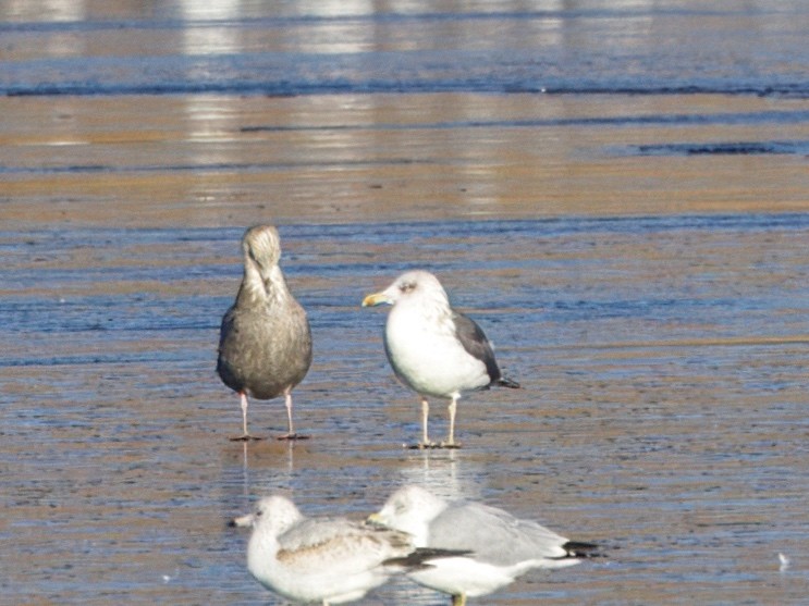 Lesser Black-backed Gull - ML612269572