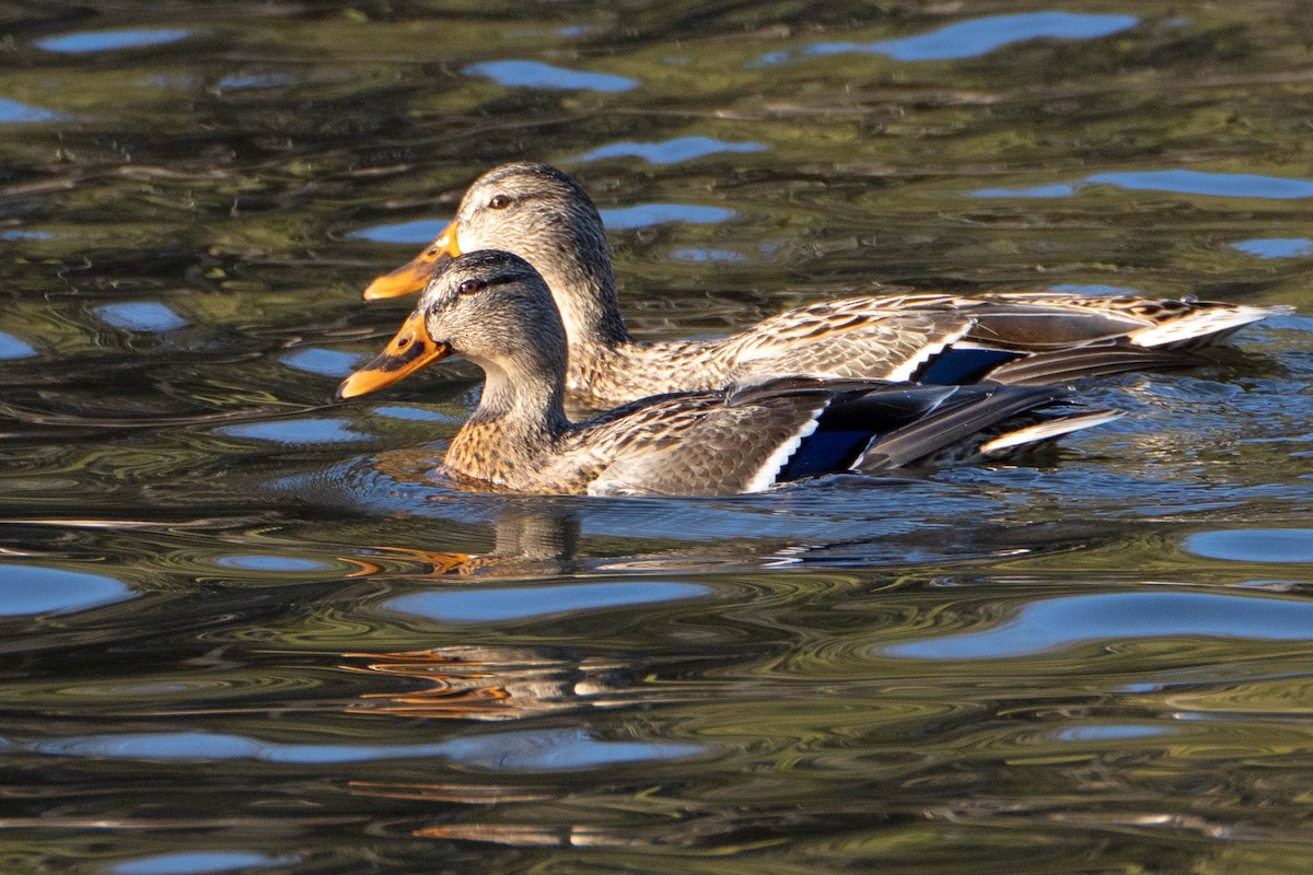 Mallard - ML612269625