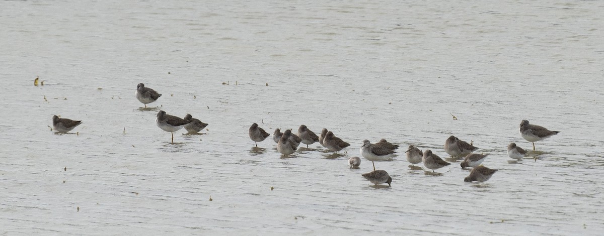 Long-billed Dowitcher - ML612269745