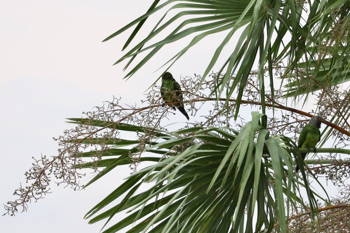 Dusky-headed Parakeet - Olivier Langrand