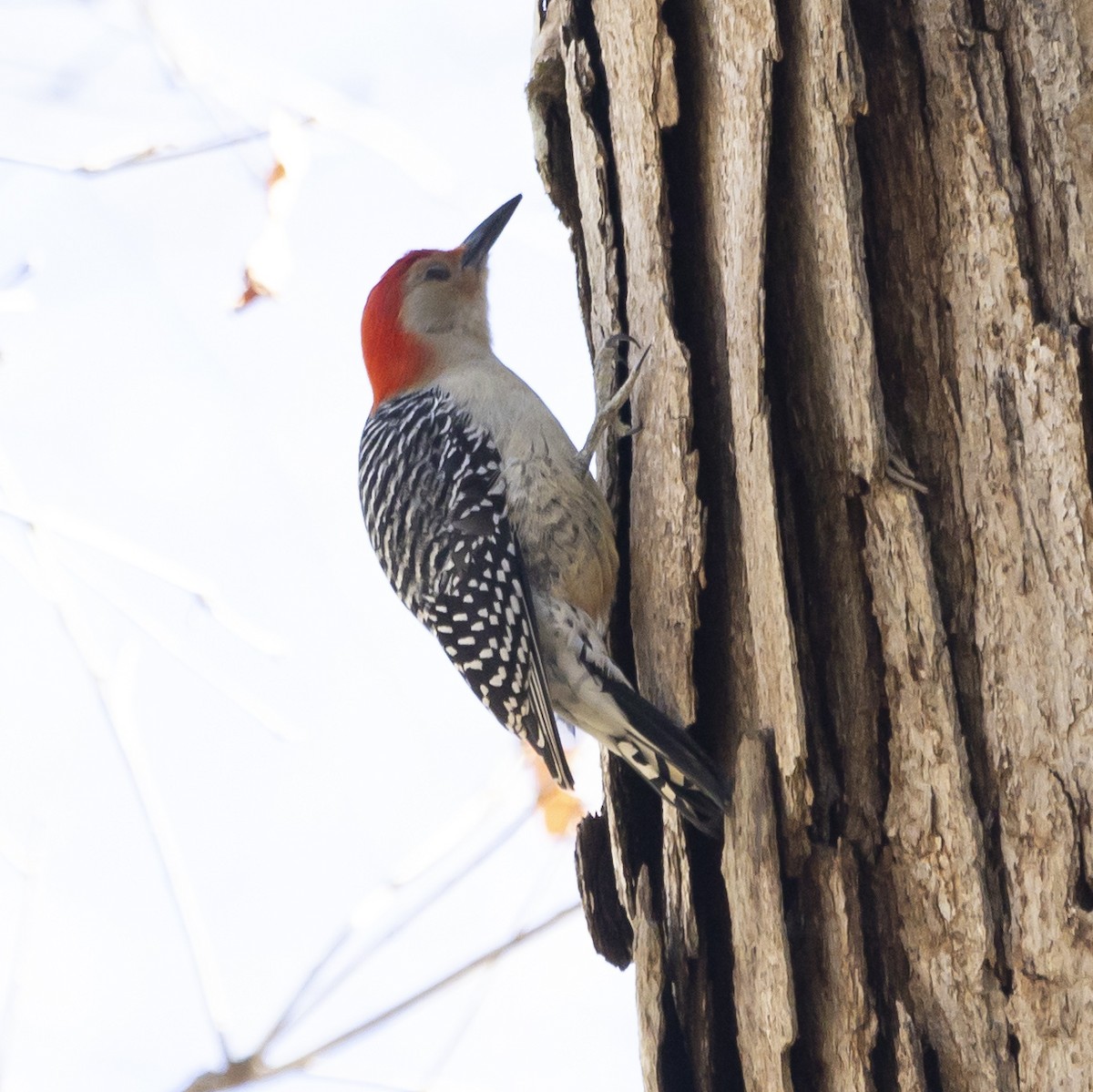 Red-bellied Woodpecker - ML612269863