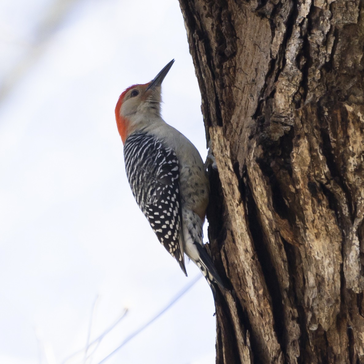 Red-bellied Woodpecker - ML612269864