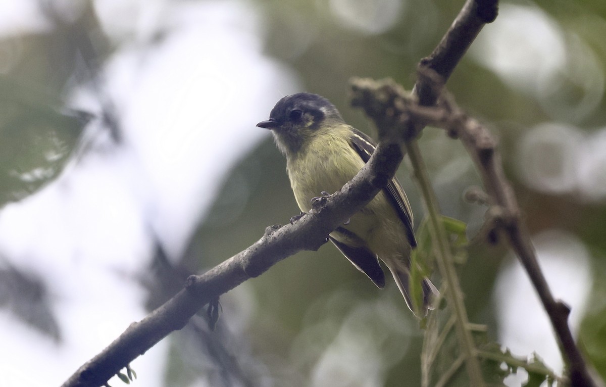 Ashy-headed Tyrannulet - ML612269922