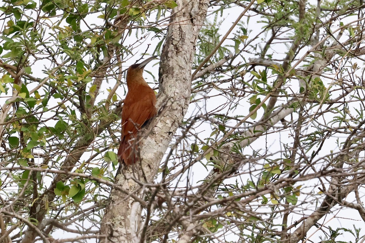 Great Rufous Woodcreeper - Olivier Langrand