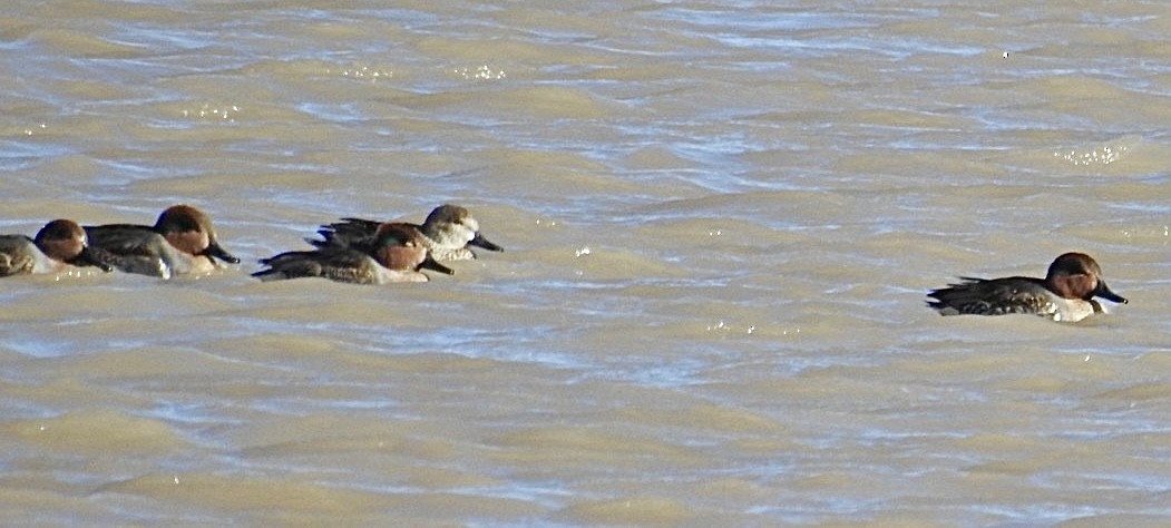 Green-winged Teal - ML612270013