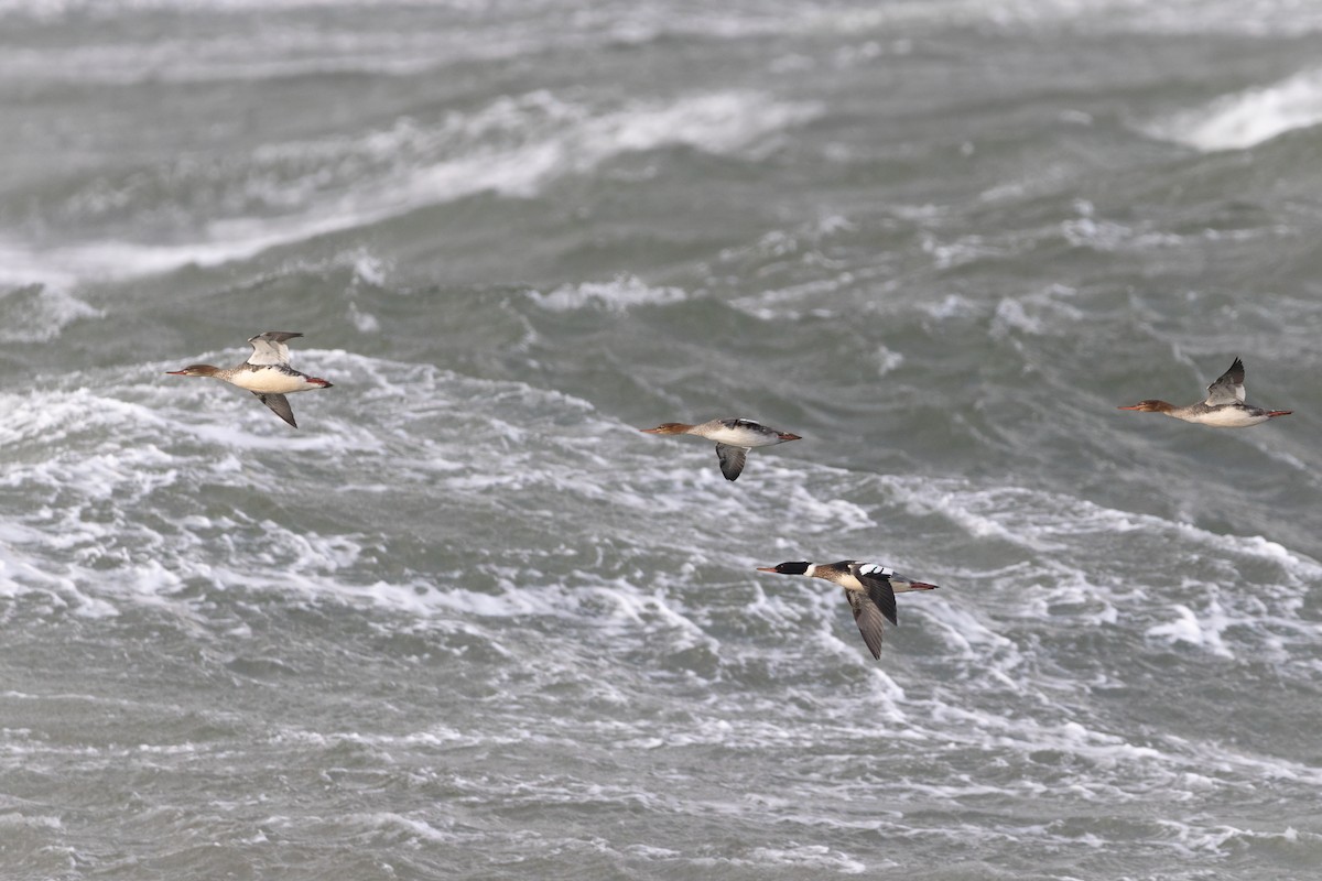 Red-breasted Merganser - Lyall Bouchard