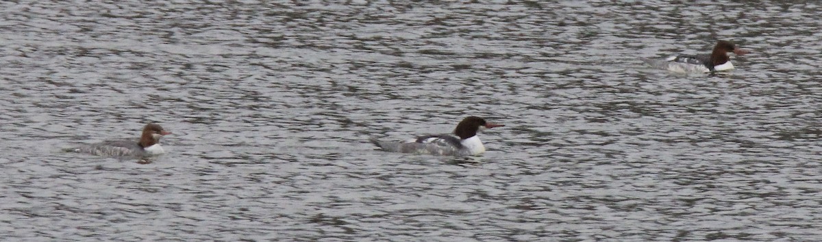 Common Merganser - ML612270198