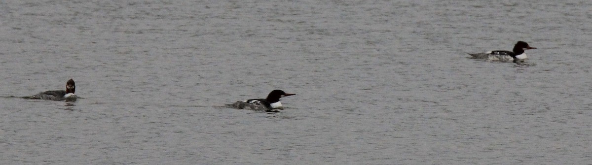Common Merganser - ML612270208