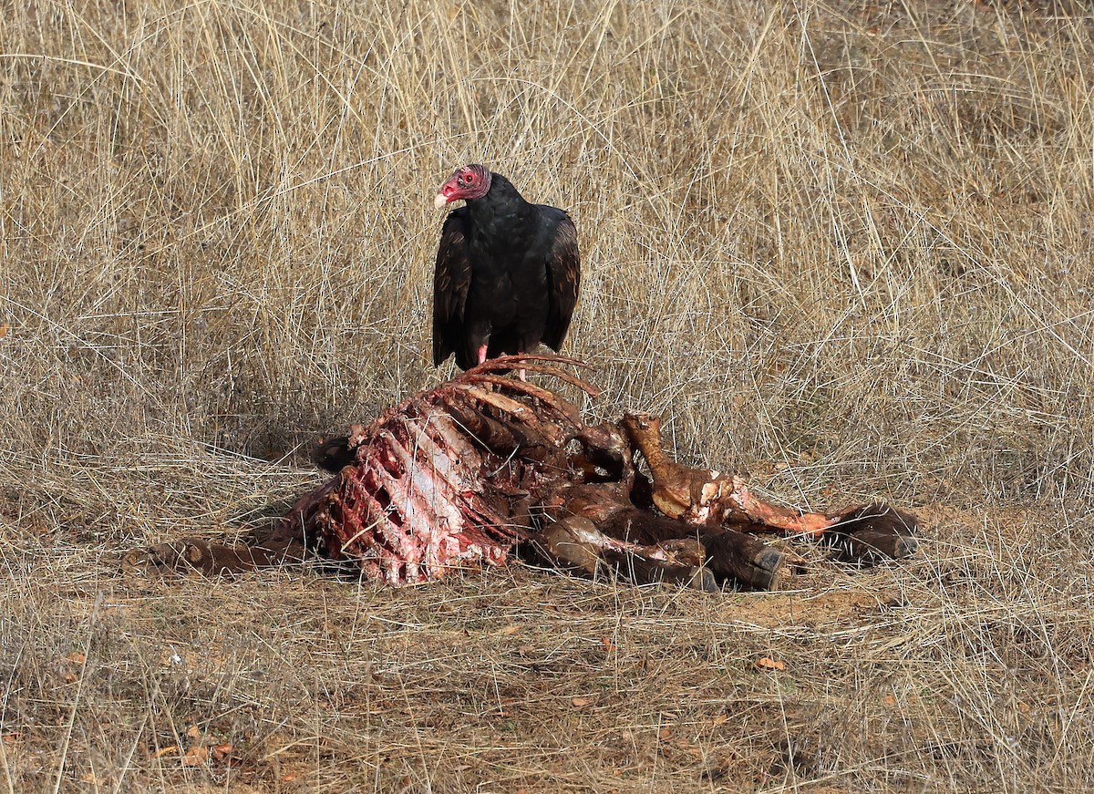 Turkey Vulture - ML612270220