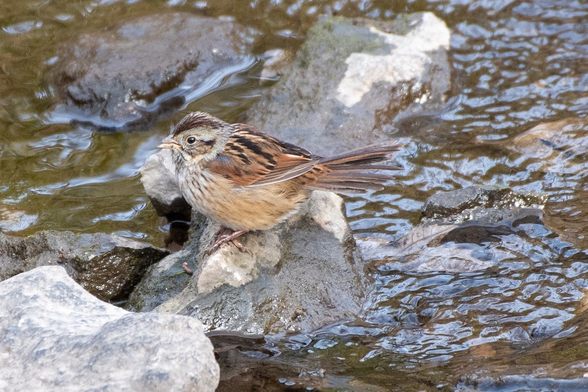 Swamp Sparrow - ML612270236