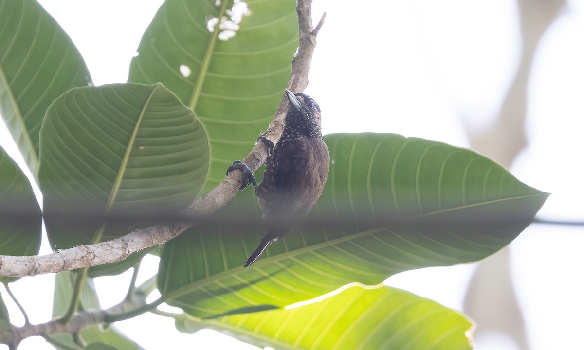 Varzea Piculet - Paul Fenwick