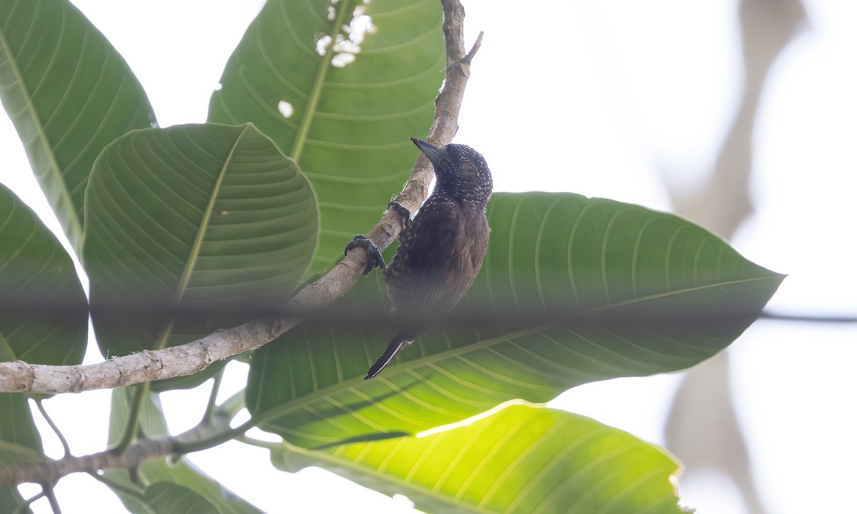 Varzea Piculet - ML612270244