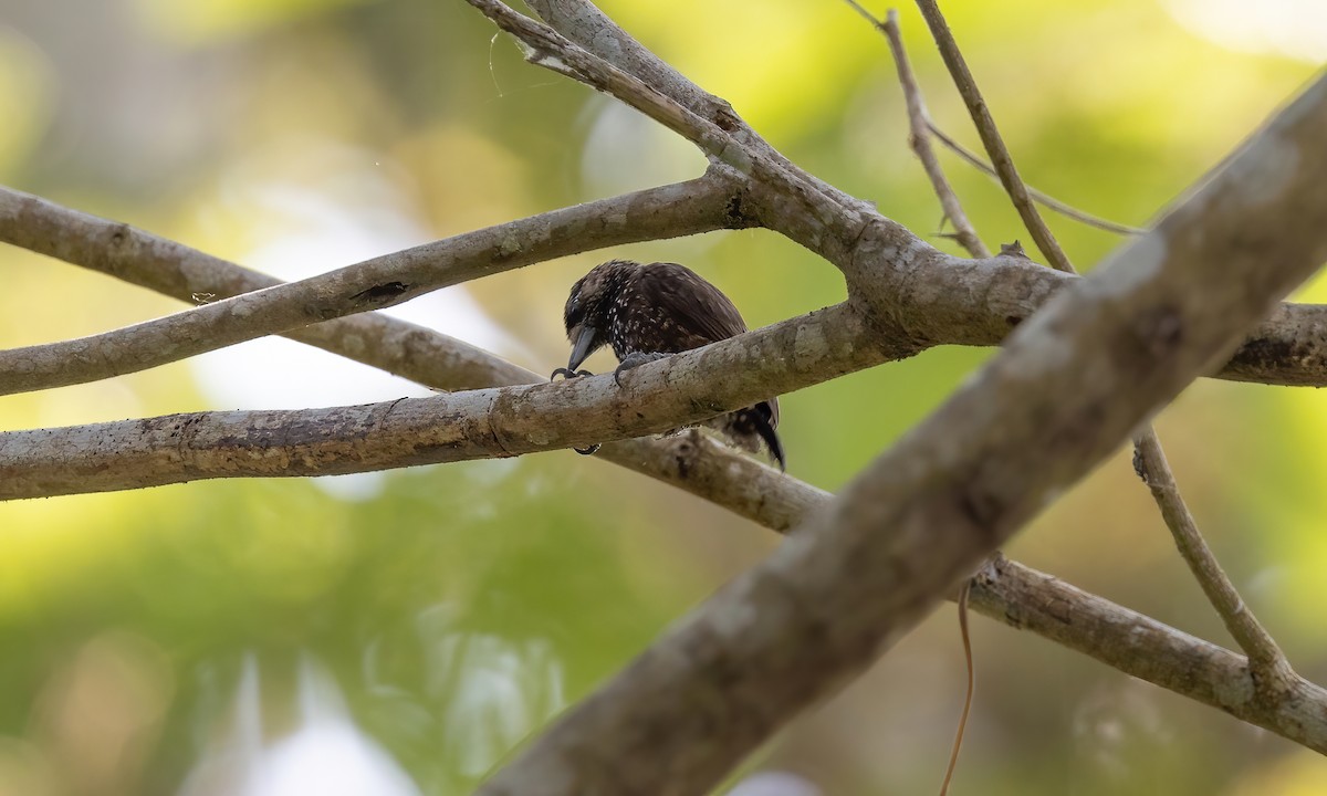 Varzea Piculet - Paul Fenwick