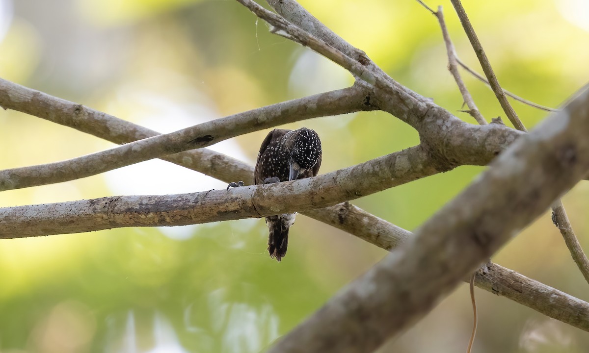 Varzea Piculet - Paul Fenwick