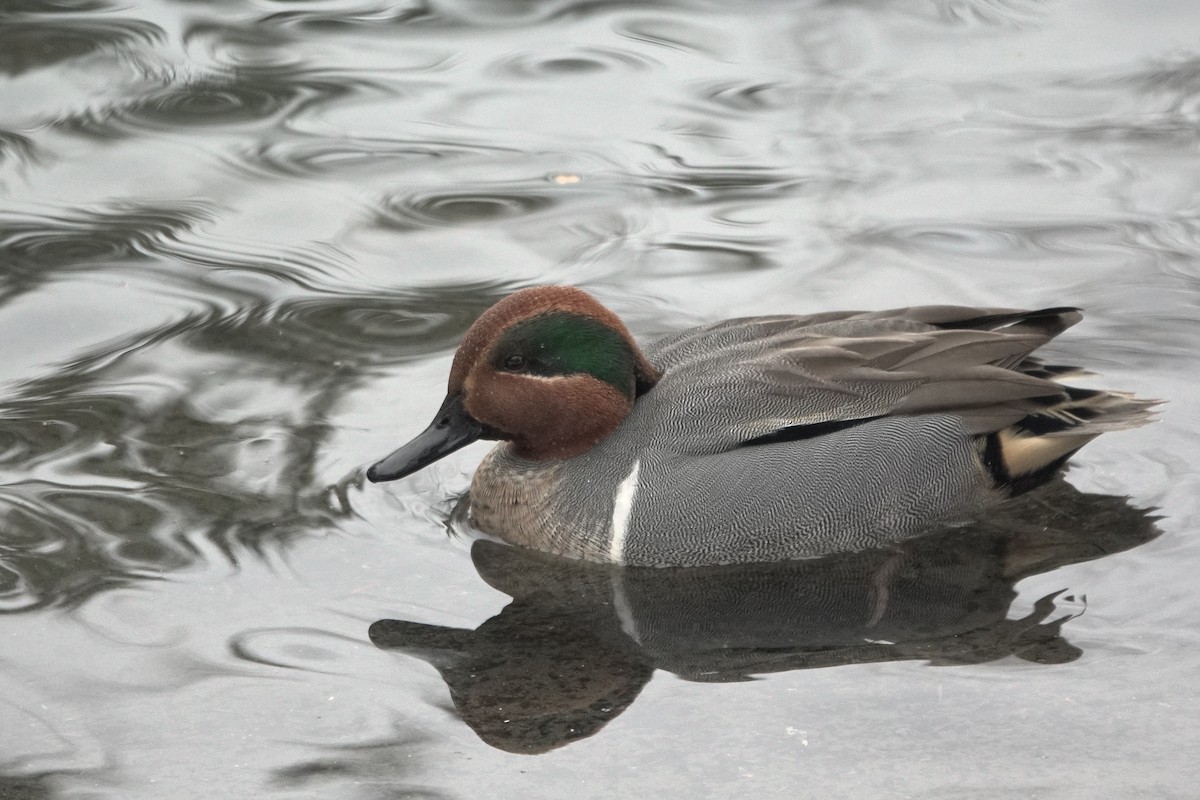 Green-winged Teal - ML612270293
