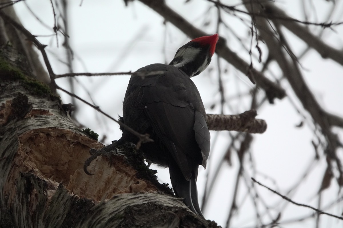 Pileated Woodpecker - ML612270312