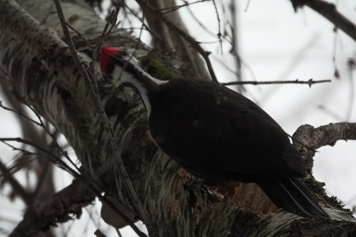 Pileated Woodpecker - ML612270313