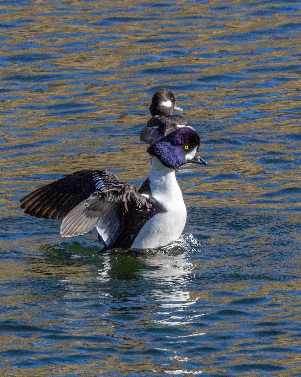 Barrow's Goldeneye - ML612270391