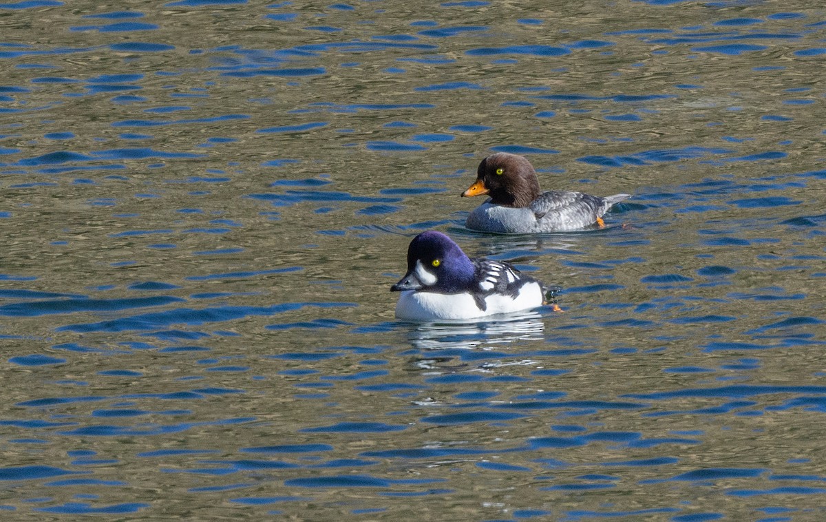 Barrow's Goldeneye - ML612270392