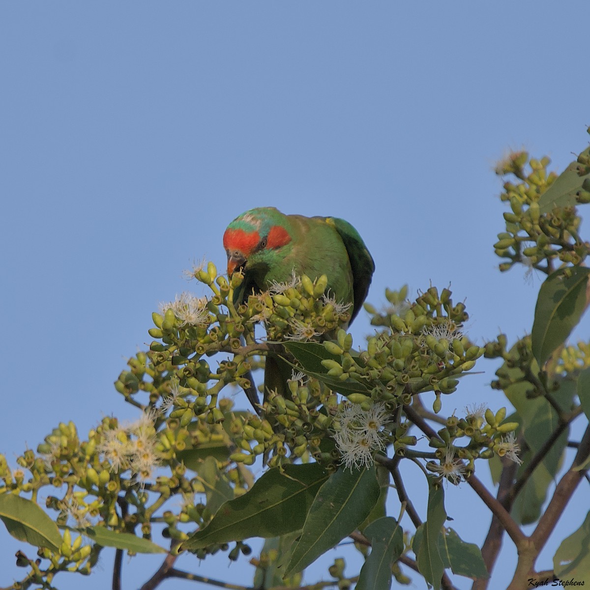 Musk Lorikeet - ML612270398