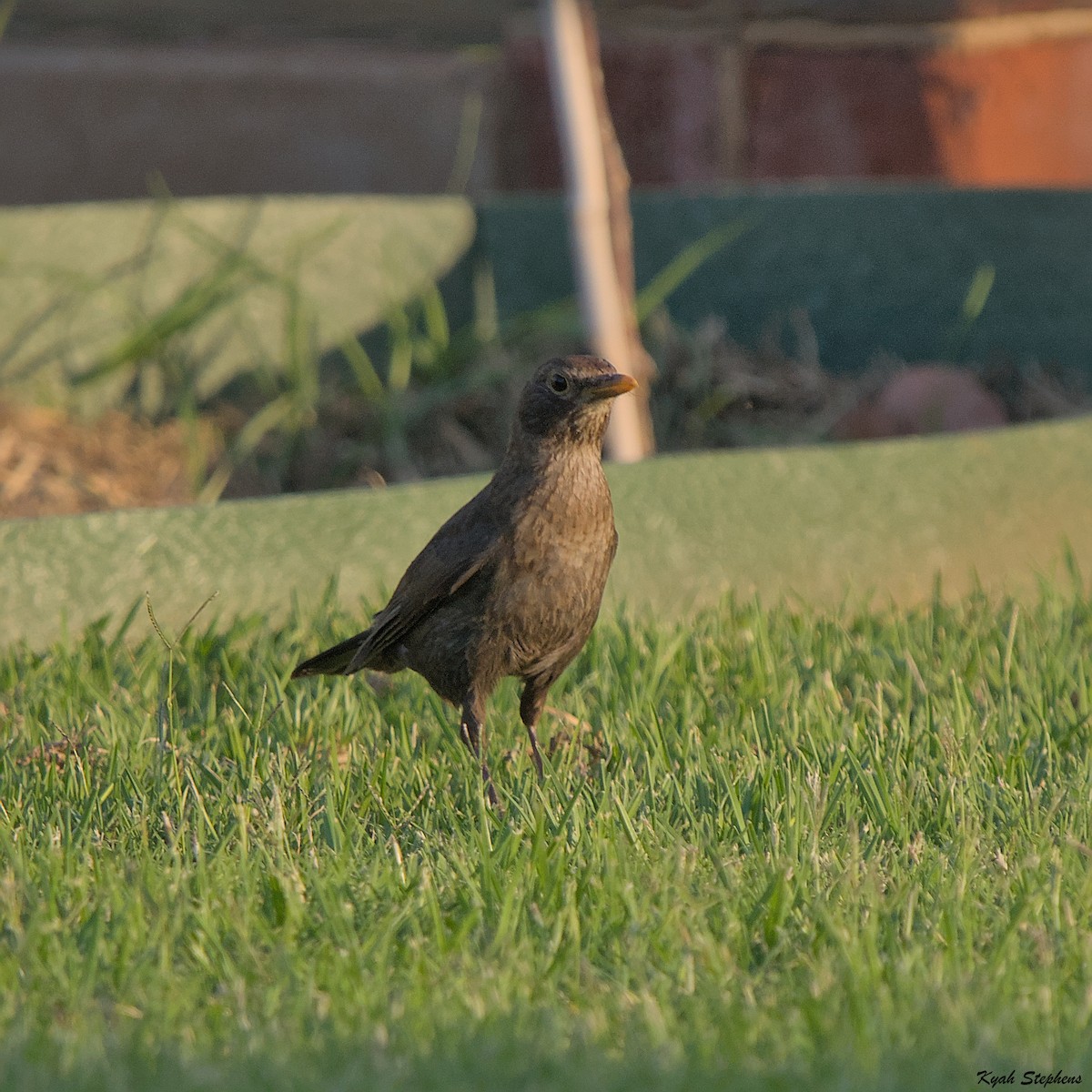 Eurasian Blackbird - ML612270428