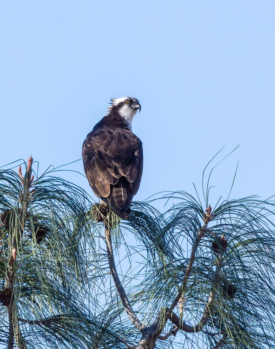 Osprey - ML612270433