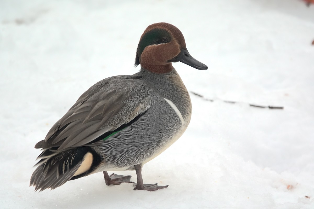 Green-winged Teal - ML612270444