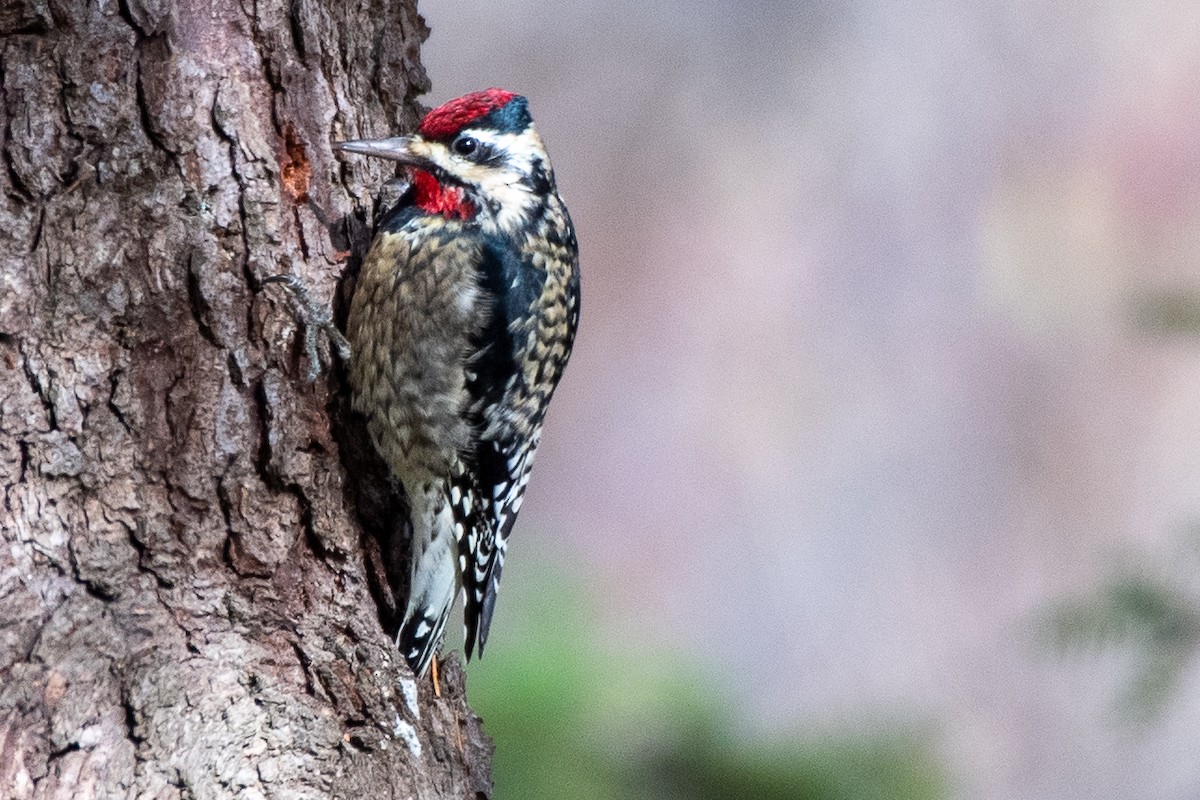 Yellow-bellied Sapsucker - ML612270571