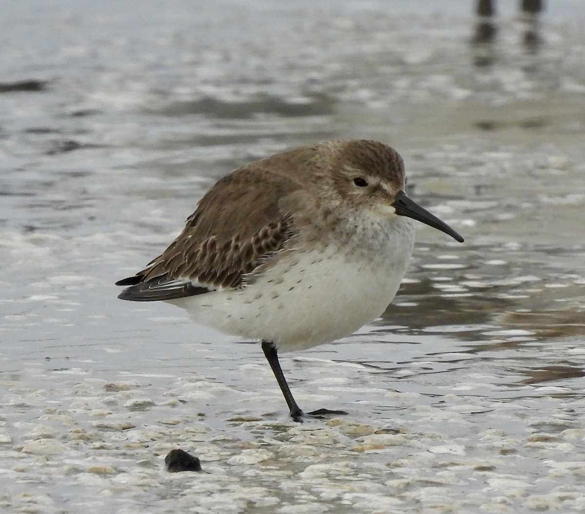 Alpenstrandläufer - ML612270796