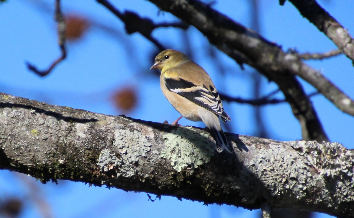 American Goldfinch - ML612270802