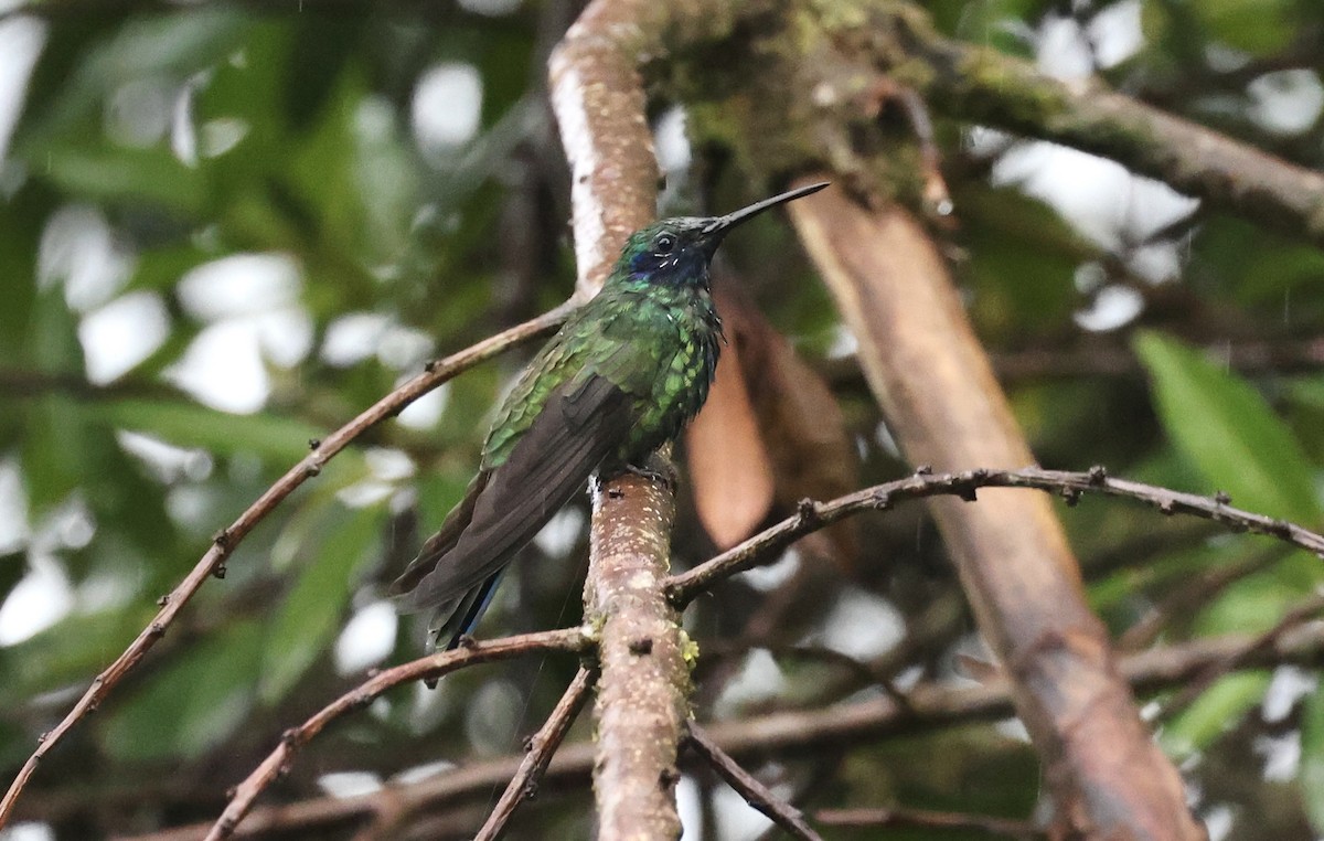 Colibrí Rutilante - ML612270849